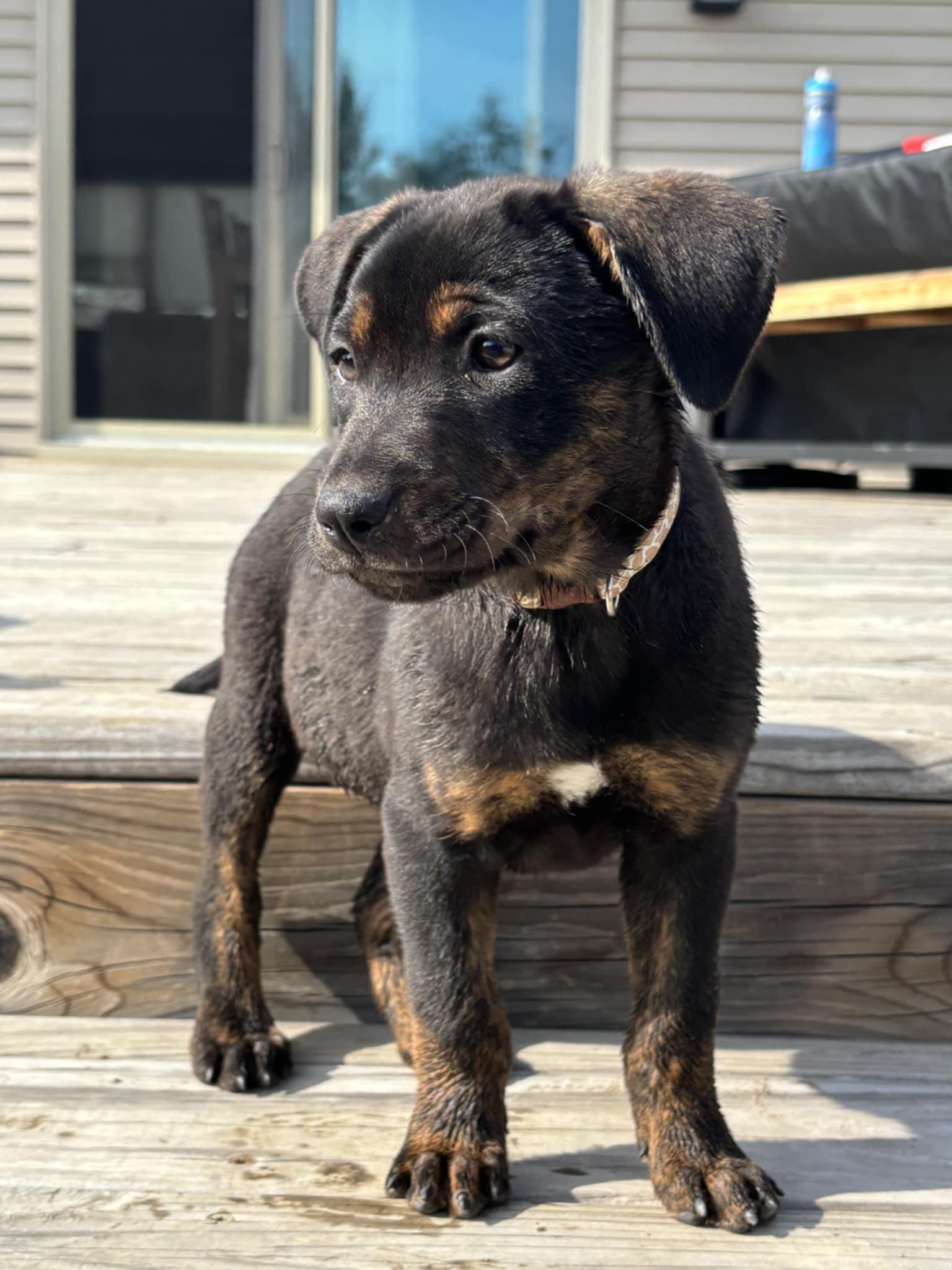 Enlarge Todd the Catahoula puppy, an adopted Catahoula Leopard Dog in Muskego, WI image 1/4