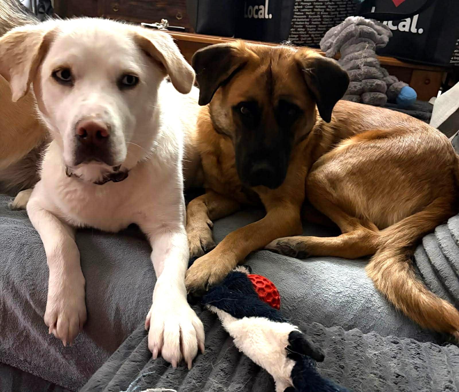 Enlarge Izzy, an adoptable mixed breed in Edmonton, AB image 2/3