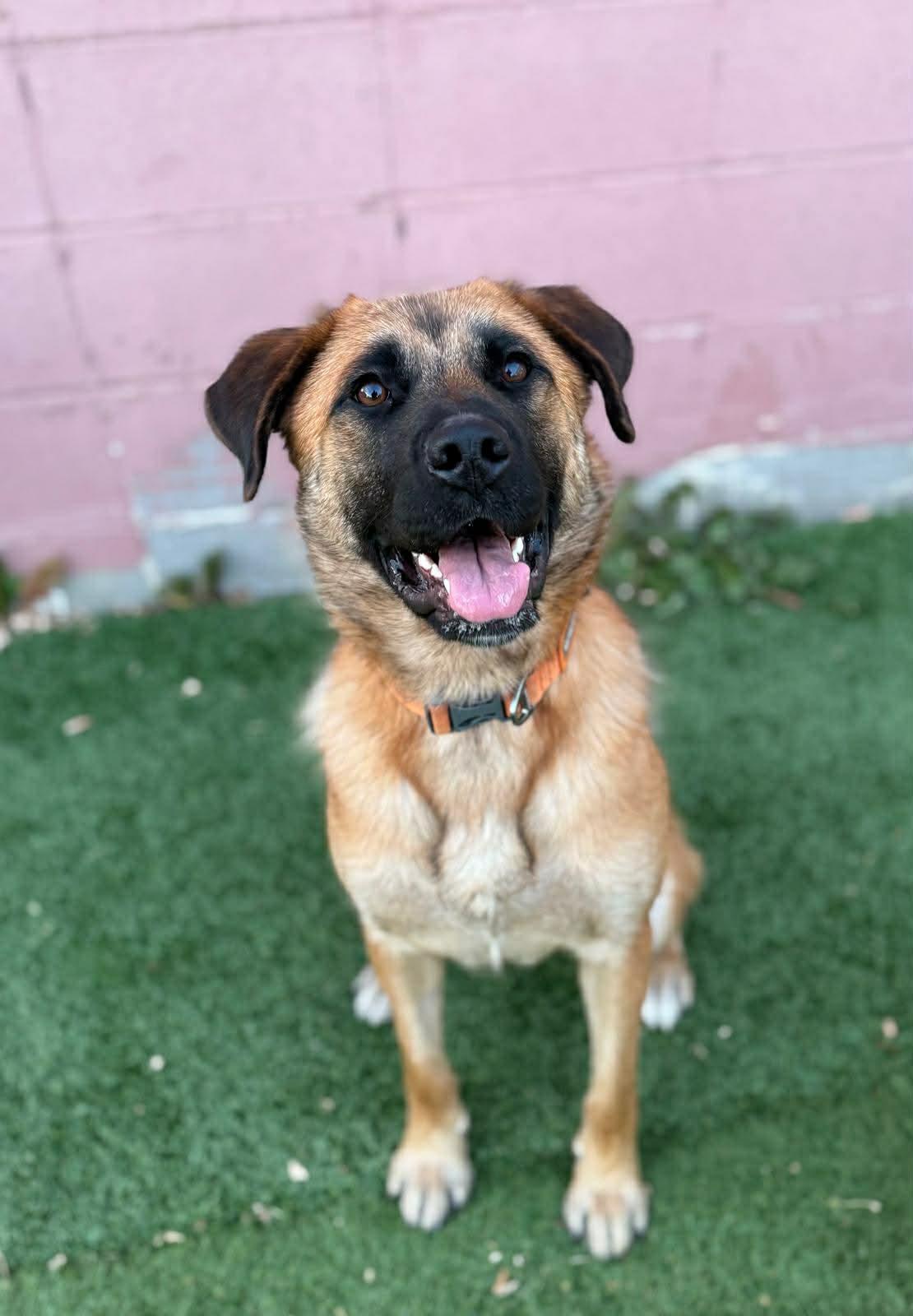 Enlarge Izzy, an adoptable mixed breed in Edmonton, AB image 1/3