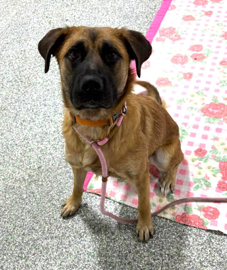 Enlarge Izzy, an adoptable mixed breed in Edmonton, AB image 3/3