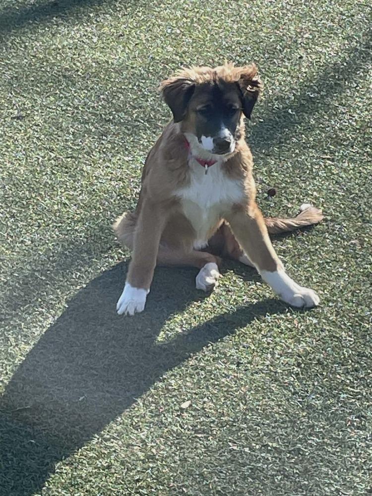 Enlarge Willow FL, a Adoptable mixed breed in Ontario, CA image 1/6