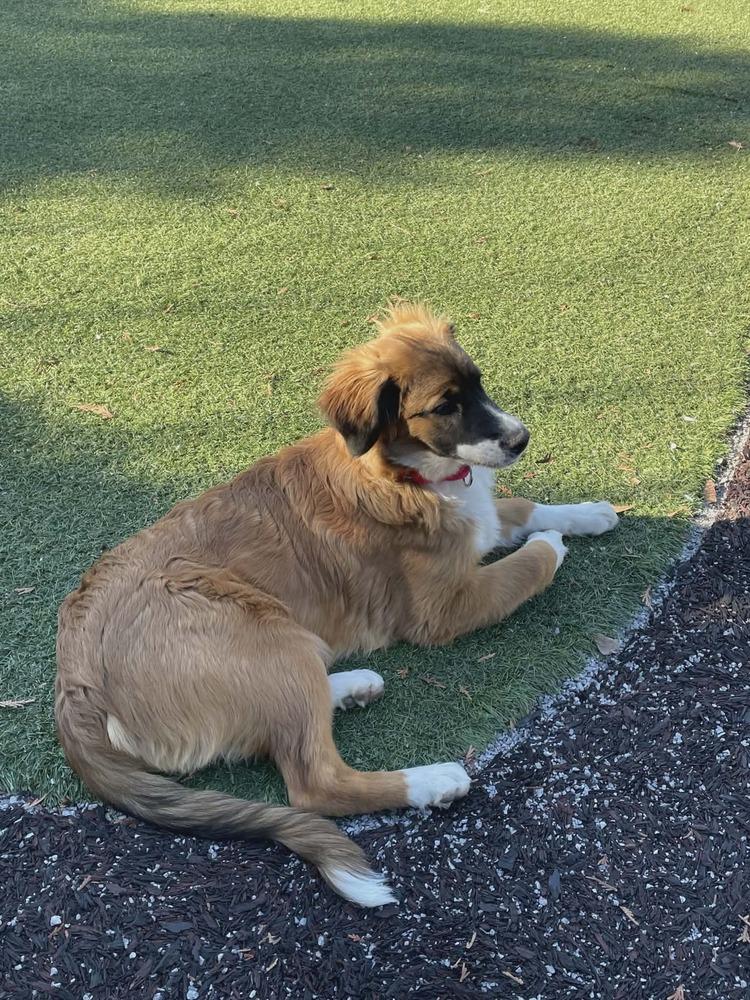 Enlarge Willow FL, a Adoptable mixed breed in Ontario, CA image 3/6