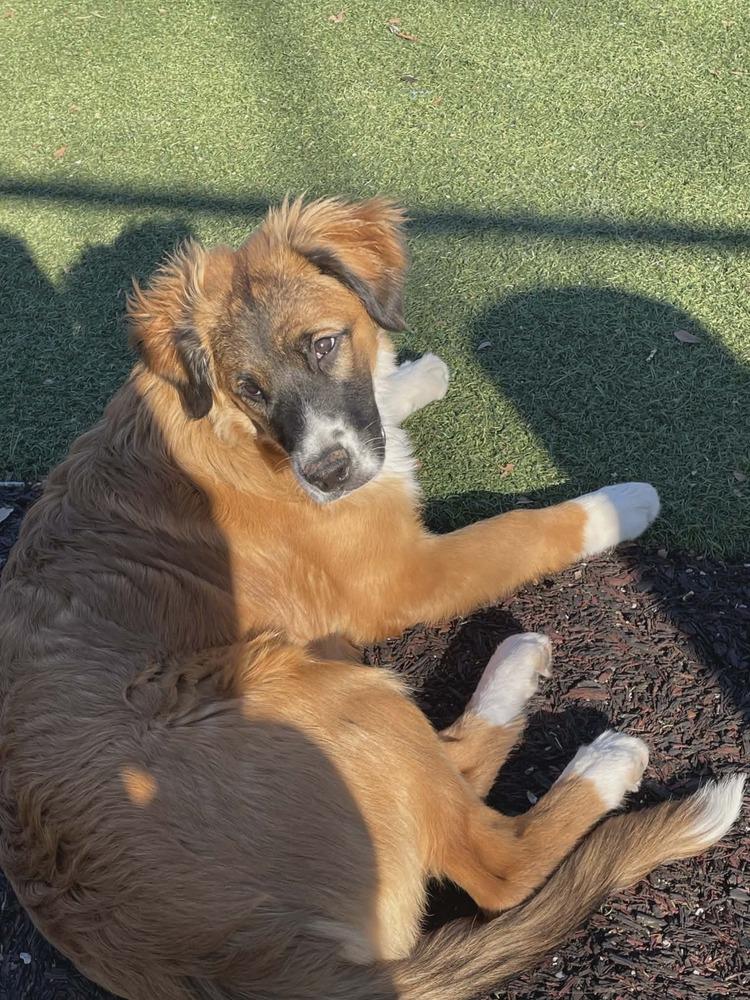 Enlarge Willow FL, a Adoptable mixed breed in Ontario, CA image 4/6