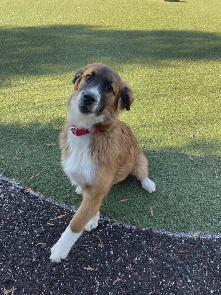 Enlarge Willow FL, a Adoptable mixed breed in Ontario, CA image 5/6