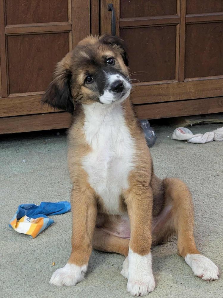 Enlarge Willow FL, a Adoptable mixed breed in Ontario, CA image 6/6