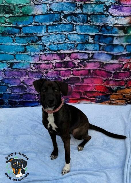 Georgia, a Adoptable Mixed Breed in Huntington, WV image 1/5