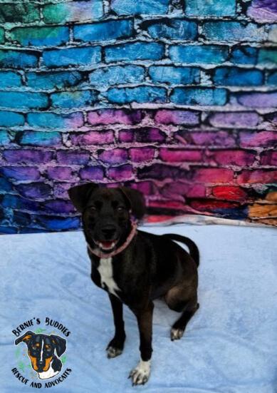 Georgia, a Adoptable Mixed Breed in Huntington, WV image 2/5