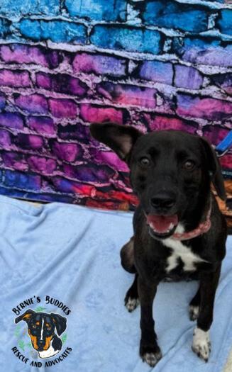 Georgia, a Adoptable Mixed Breed in Huntington, WV image 3/5