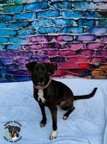 Georgia, a Adoptable Mixed Breed in Huntington, WV image 4/5