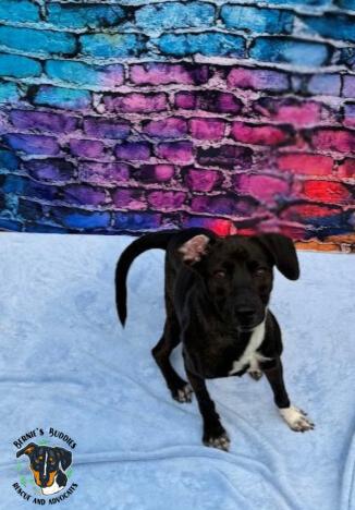 Georgia, a Adoptable Mixed Breed in Huntington, WV image 5/5