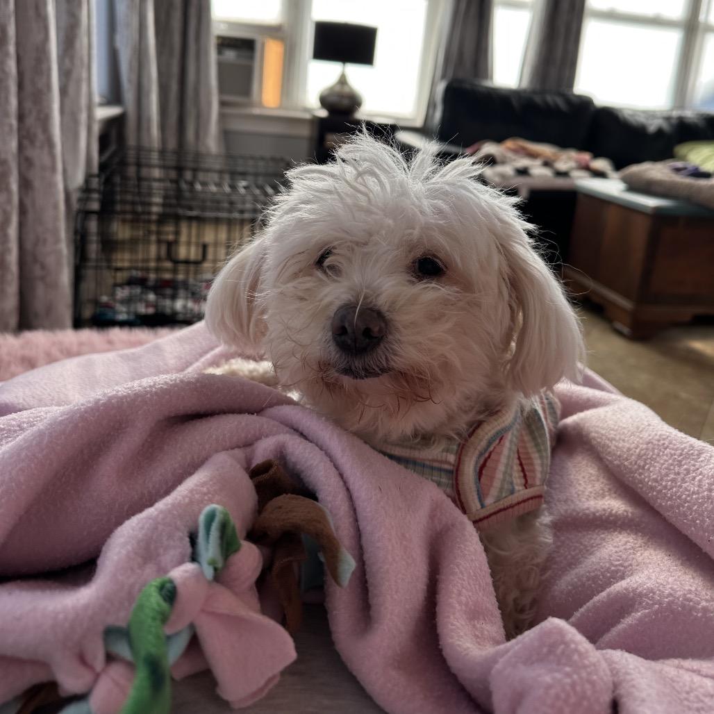 Enlarge Linnie fka Suzi, a Adoptable Maltese in Sinking Spring, PA image 1/6