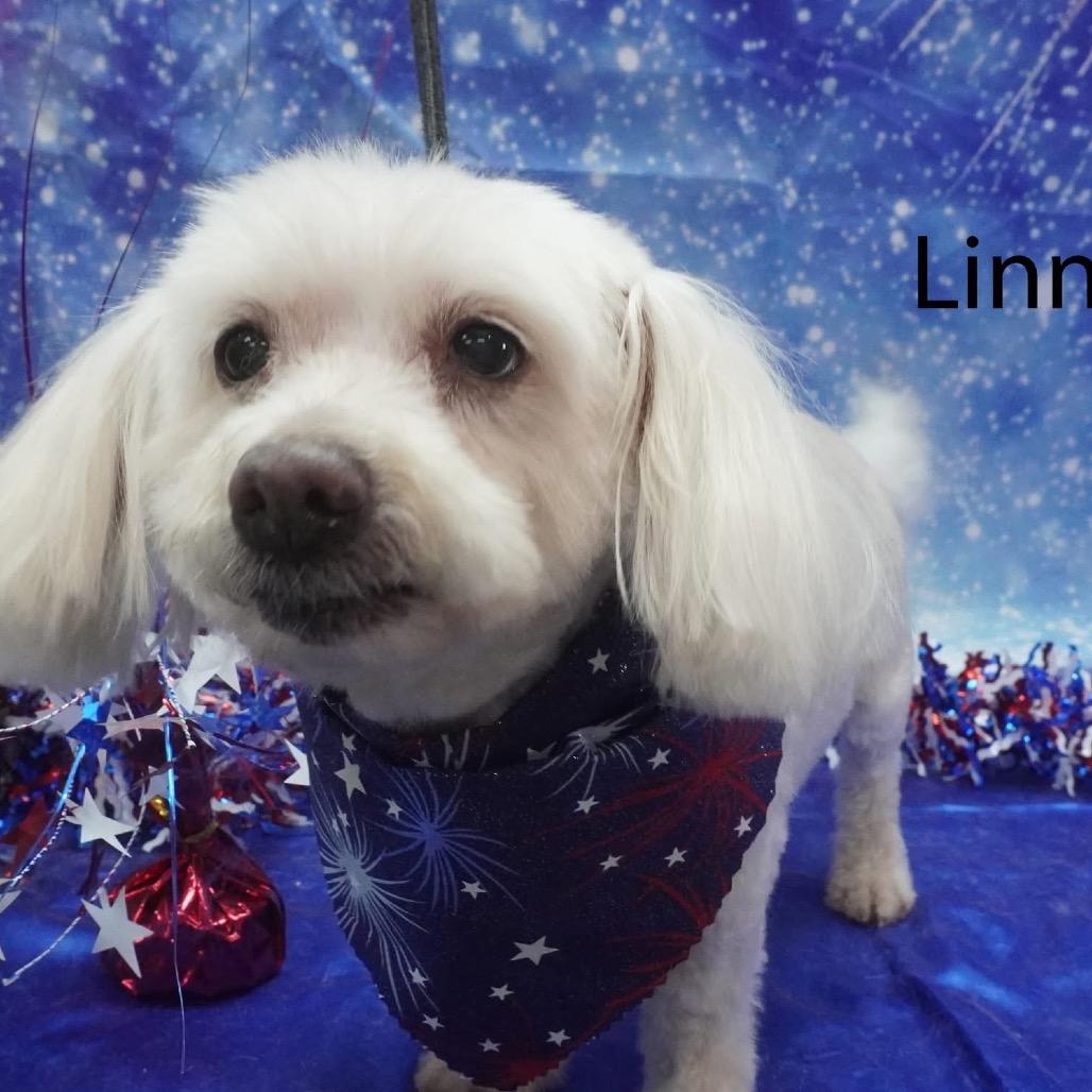 Enlarge Linnie fka Suzi, a Adoptable Maltese in Sinking Spring, PA image 2/6