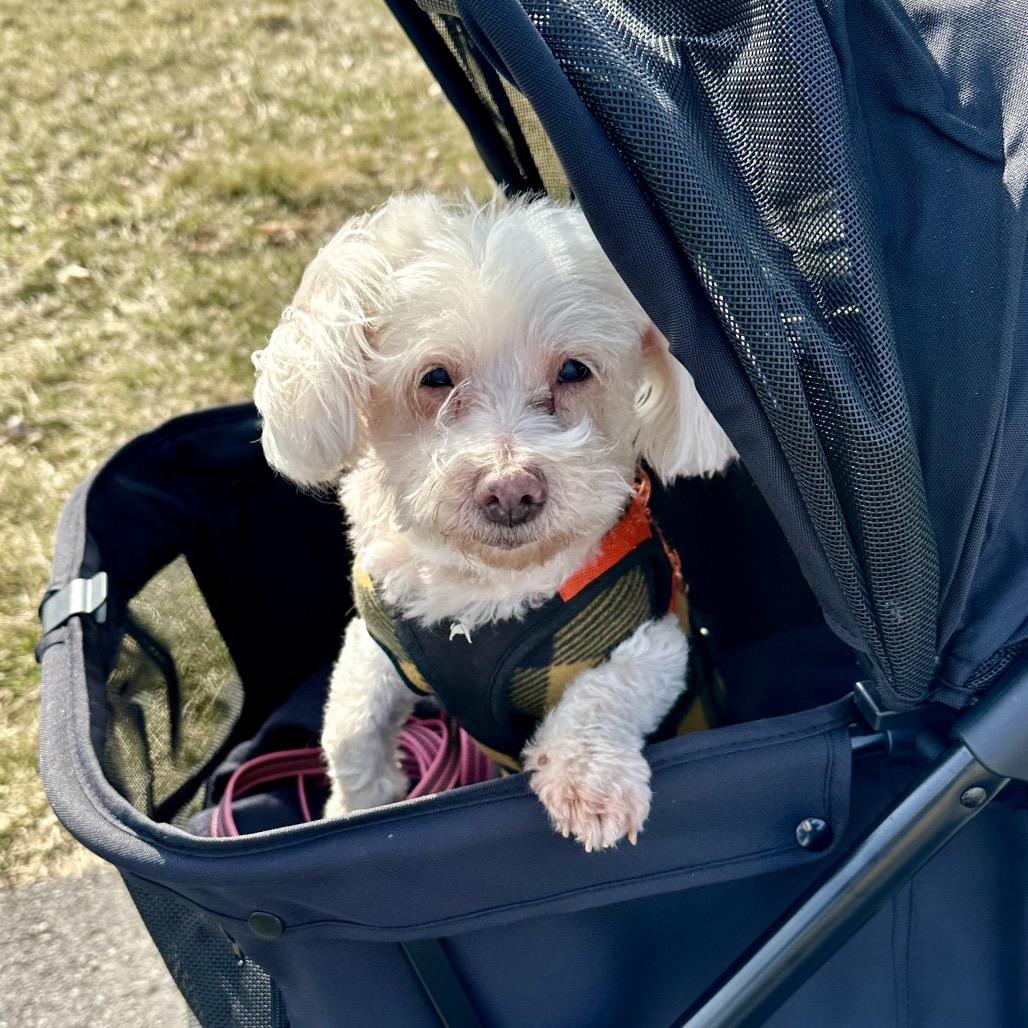 Enlarge Linnie fka Suzi, a Adoptable Maltese in Sinking Spring, PA image 3/6