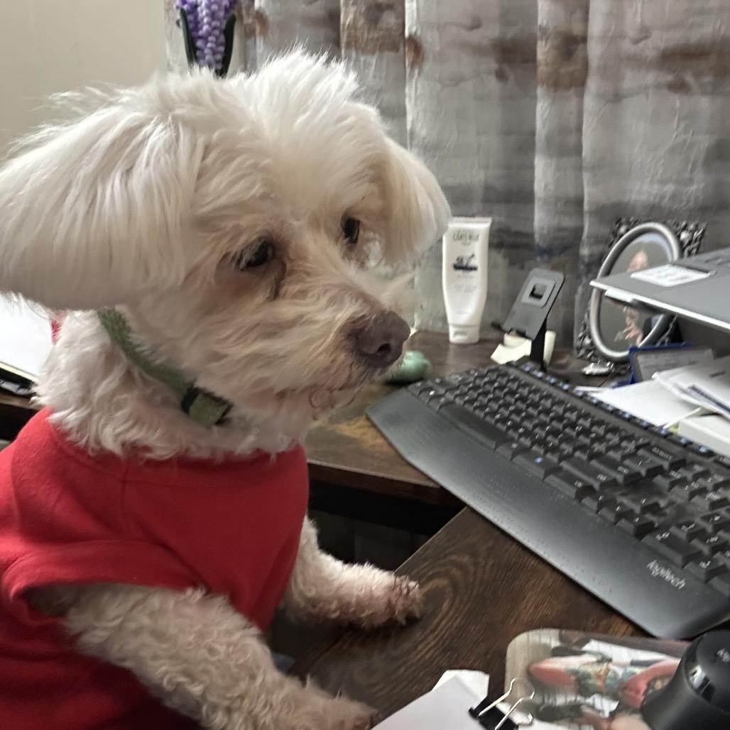 Enlarge Linnie fka Suzi, a Adoptable Maltese in Sinking Spring, PA image 5/6