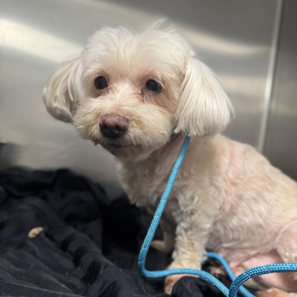 Enlarge Linnie fka Suzi, a Adoptable Maltese in Sinking Spring, PA image 6/6