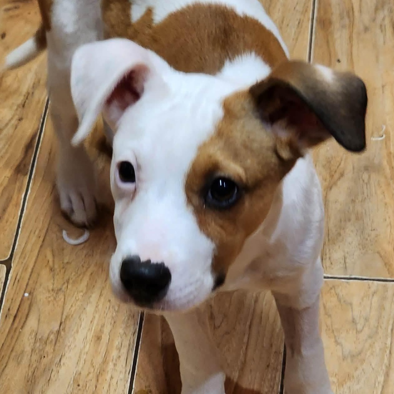 Enlarge WALLY, a Adoptable mixed breed in East Flat Rock, NC image 4/6