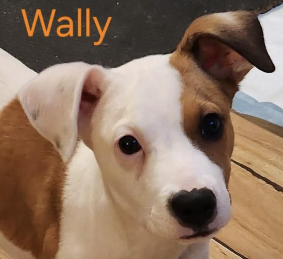 Enlarge WALLY, a Adoptable mixed breed in East Flat Rock, NC image 1/6