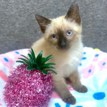 BEAUTIFUL BARONESS - SEAL POINT SIAMESE photo 2