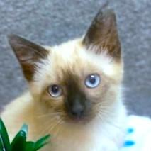 BEAUTIFUL BARONESS - SEAL POINT SIAMESE, Baby Female Siamese