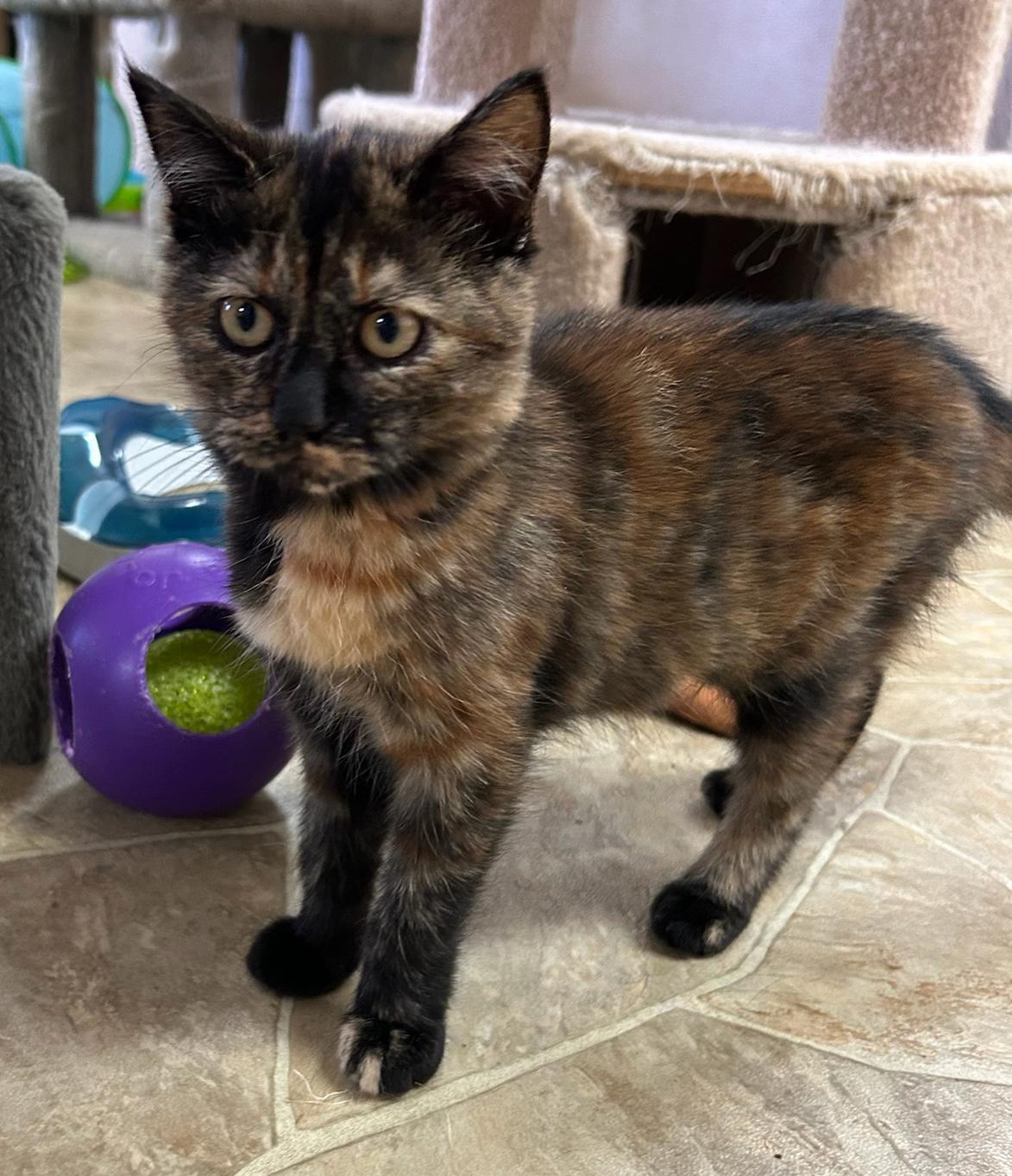 Freya, a Adoptable Domestic Short Hair in Neillsville, WI image 1/3