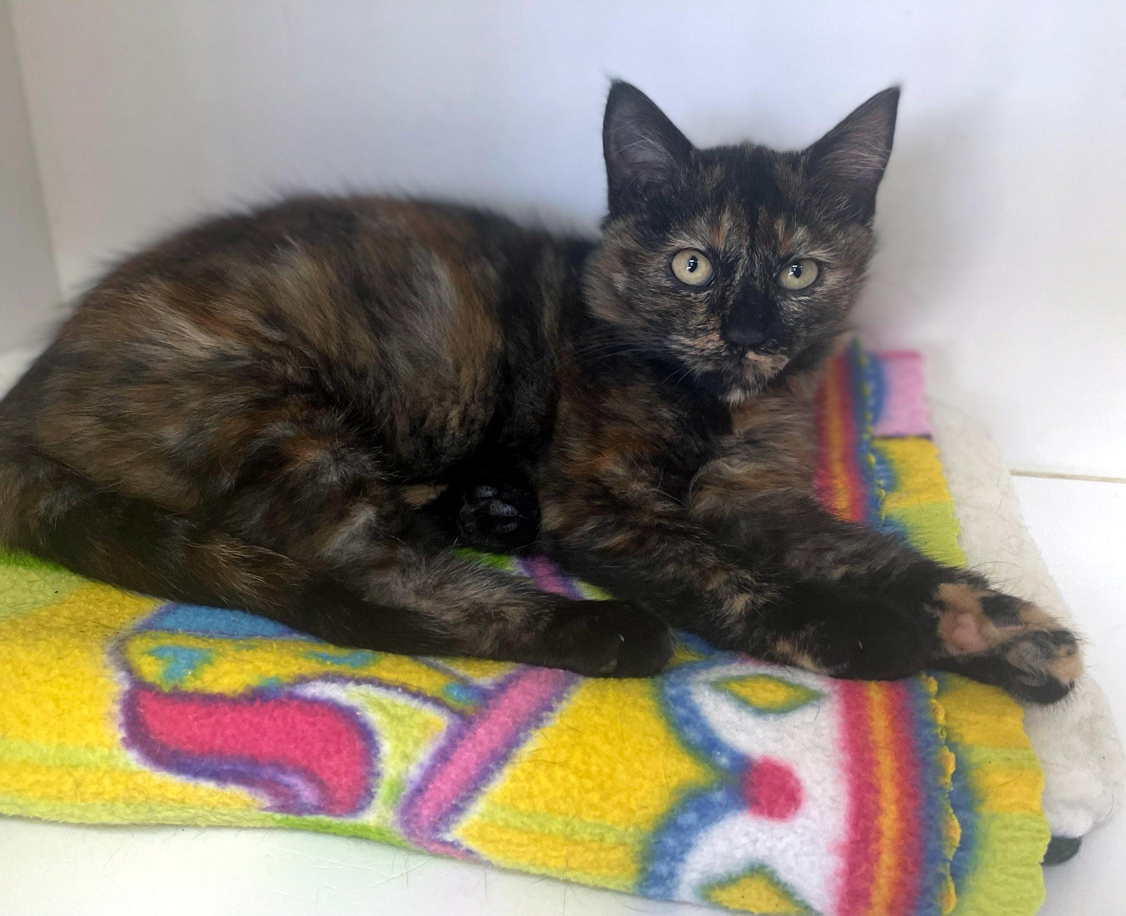 Freya, a Adoptable Domestic Short Hair in Neillsville, WI image 2/3