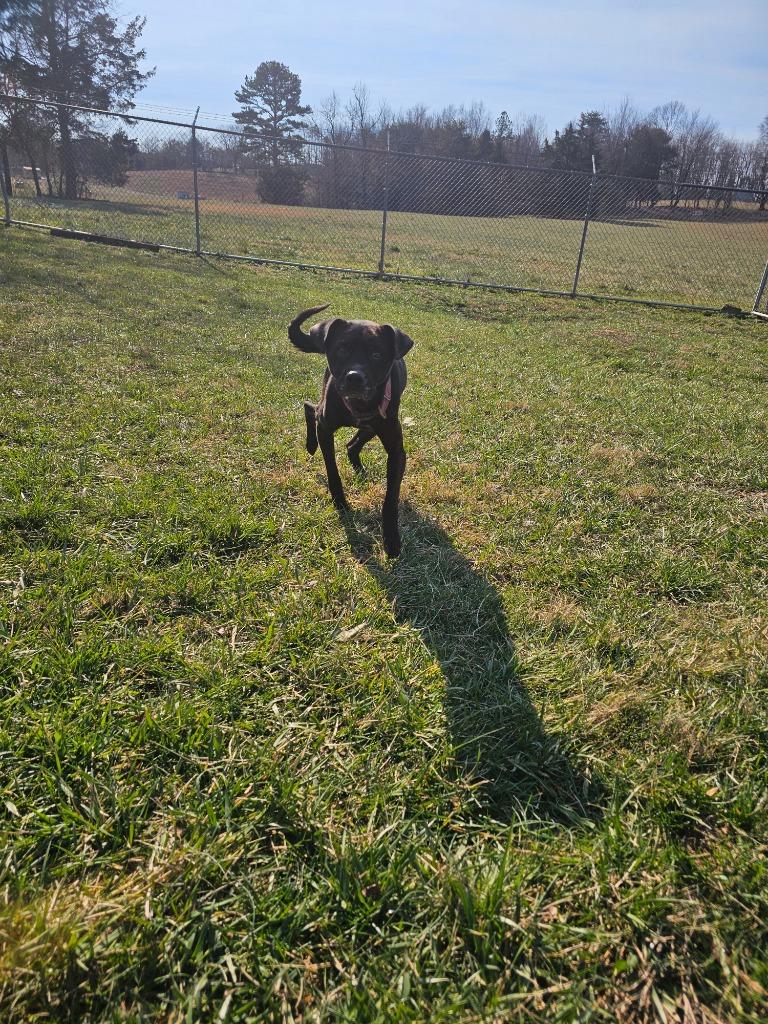 Hazel-Adoptable, Adoptable, Young Female Mixed Breed.