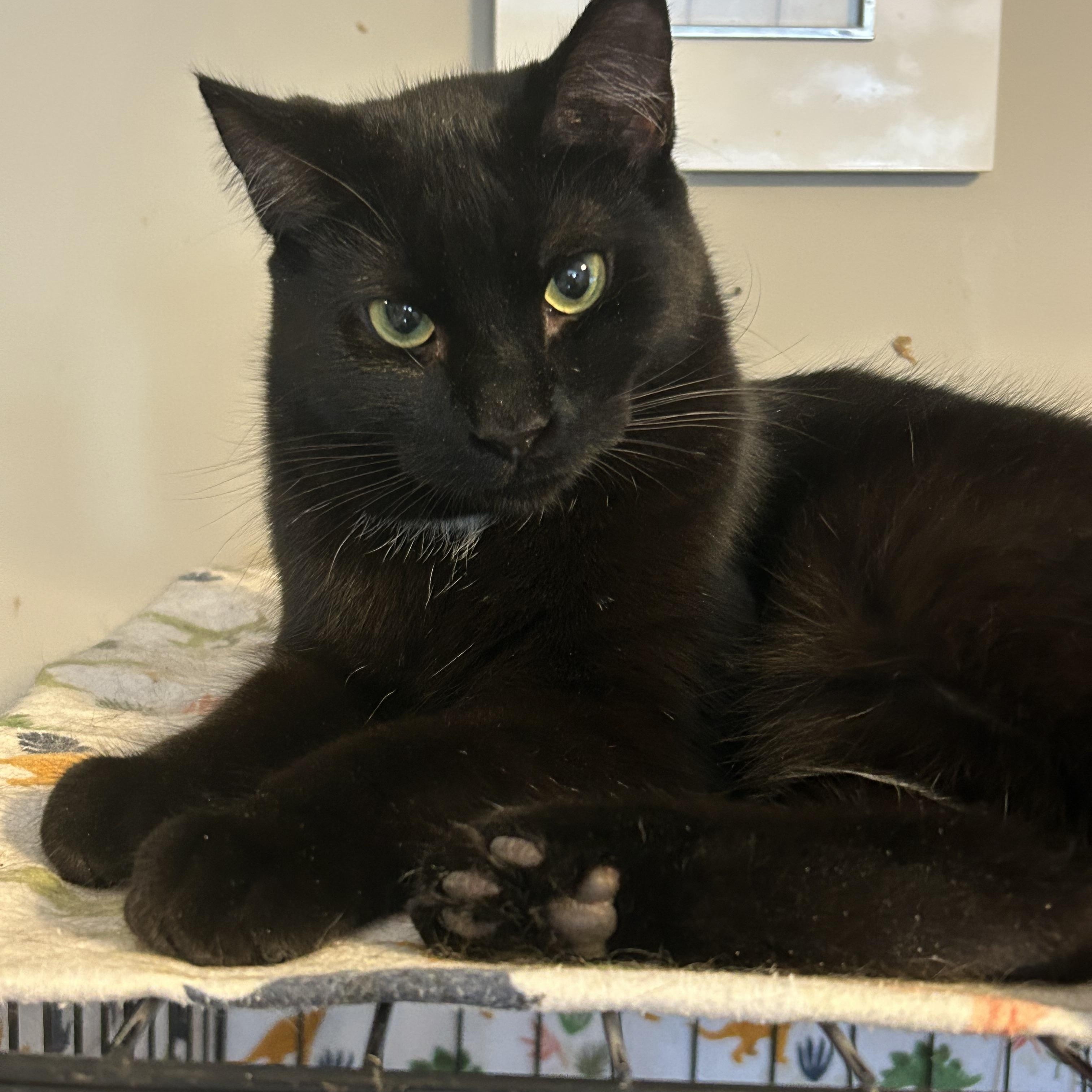 Kendrix, Young Male Domestic Short Hair