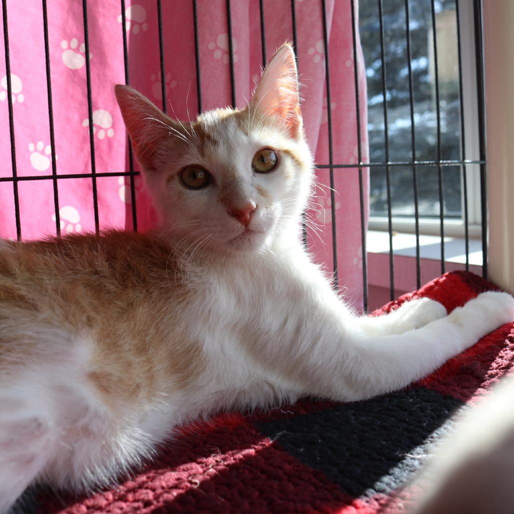 Bob, Adoptable, Young Male Domestic Short Hair.