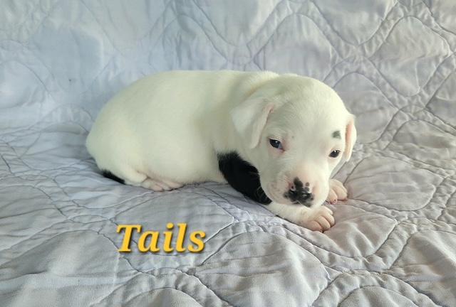 Tails (Hedge Hog Litter)