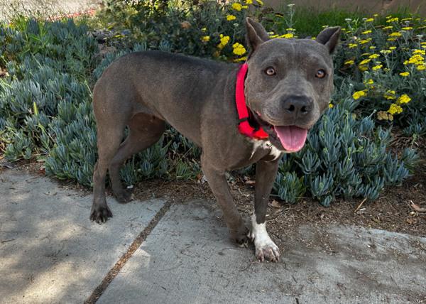 Enlarge Fae, a Adoptable mixed breed in San Gabriel, CA image 1/6