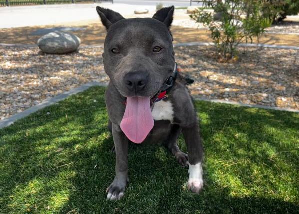 Enlarge Fae, a Adoptable mixed breed in San Gabriel, CA image 2/6