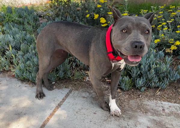 Enlarge Fae, a Adoptable mixed breed in San Gabriel, CA image 3/6