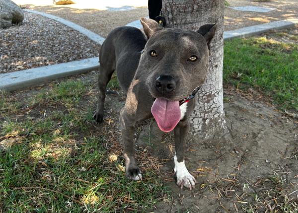 Enlarge Fae, a Adoptable mixed breed in San Gabriel, CA image 4/6