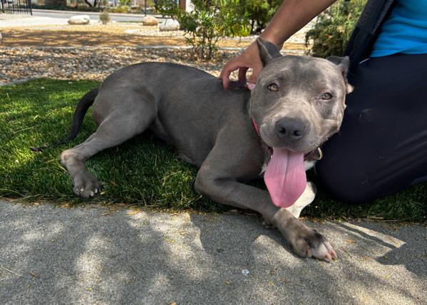 Enlarge Fae, a Adoptable mixed breed in San Gabriel, CA image 5/6