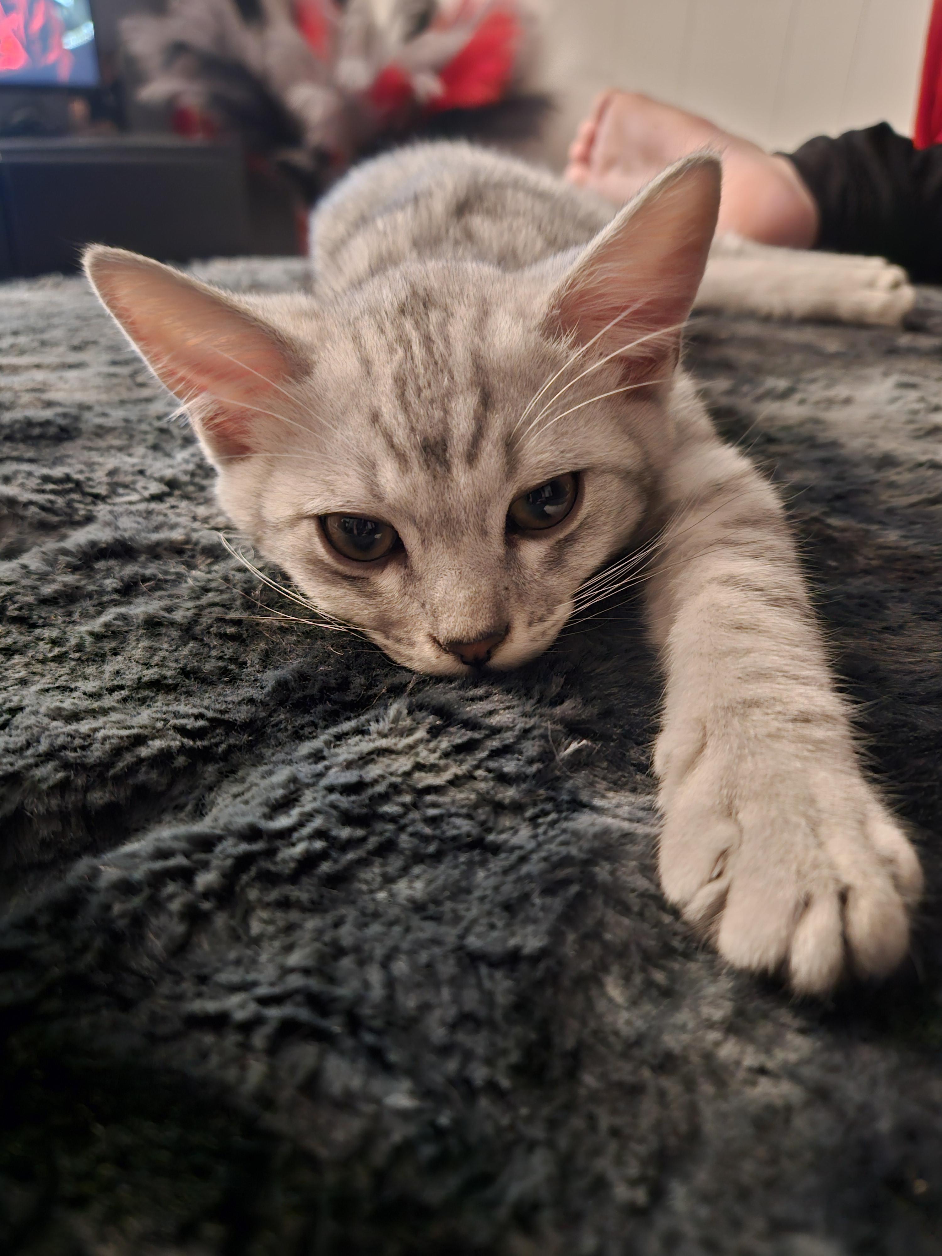 Kai, Adopted, Young Male Egyptian Mau.