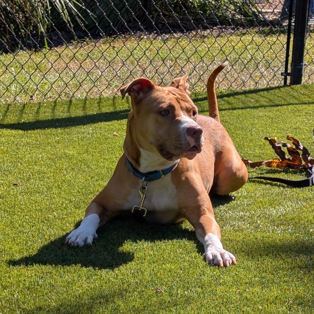 Autumn, Adoptable, Adult Female Mixed Breed.