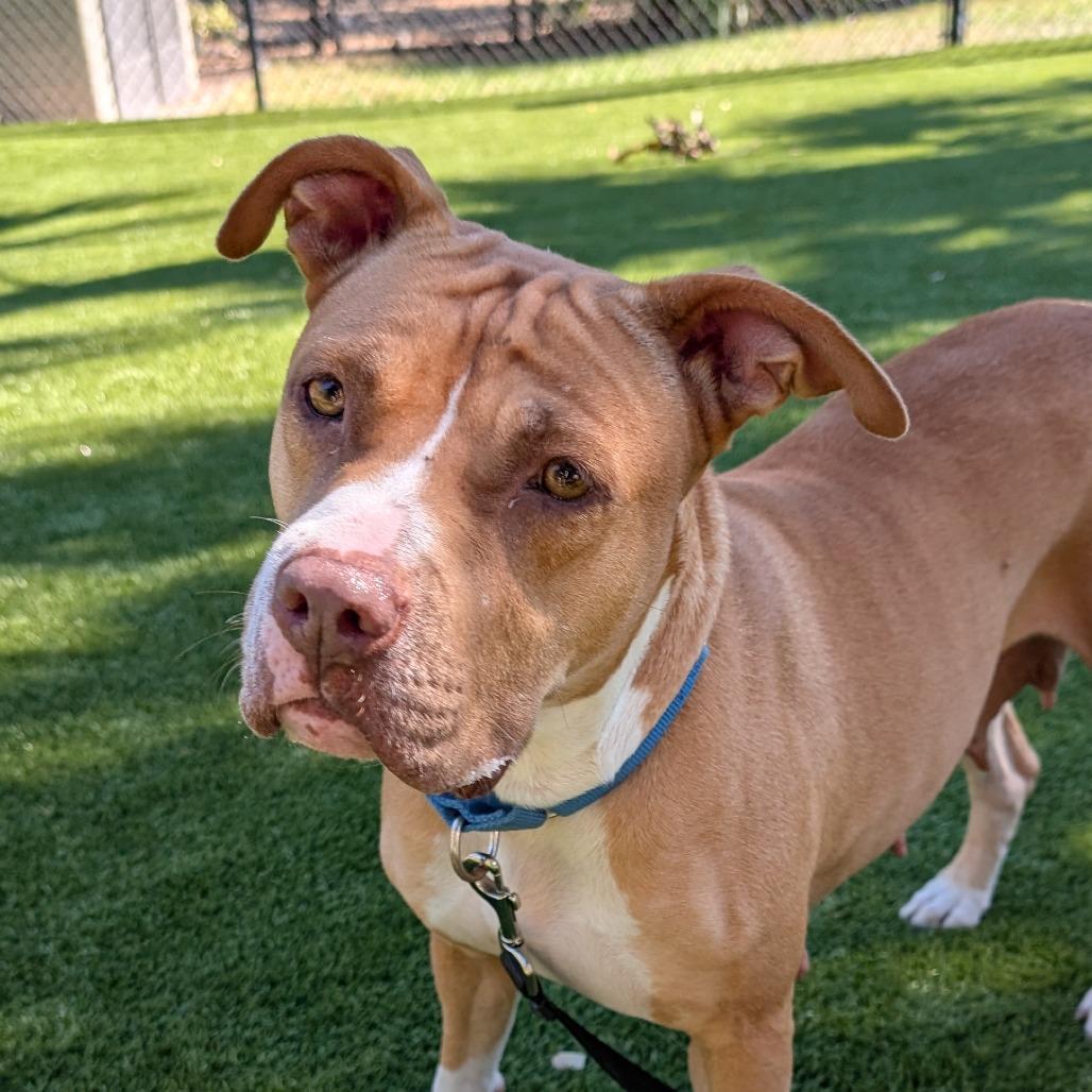 Enlarge Autumn, a Adoptable Mixed Breed in Sarasota, FL image 6/6