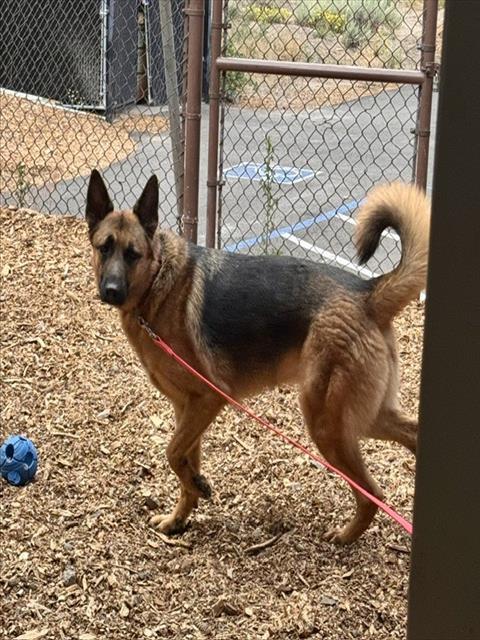 Enlarge RYKER, a Adoptable German Shepherd Dog in South Lake Tahoe, CA image 1/1