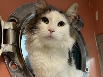 Enlarge Wilbur, a Adoptable Domestic Long Hair in Boulder, CO image 1/3