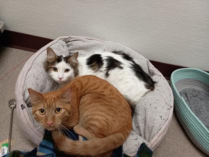 Enlarge Wilbur, a Adoptable Domestic Long Hair in Boulder, CO image 2/3