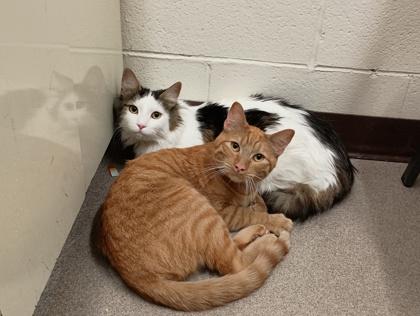 Enlarge Wilbur, a Adoptable Domestic Long Hair in Boulder, CO image 3/3