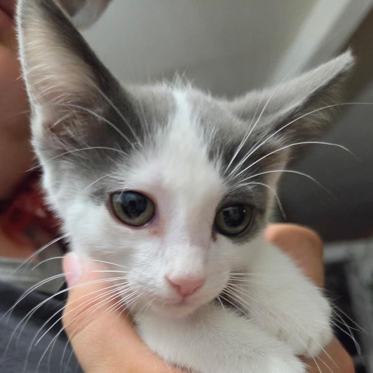 Enlarge Dove, a Adoptable mixed breed in Tehachapi, CA image 1/3