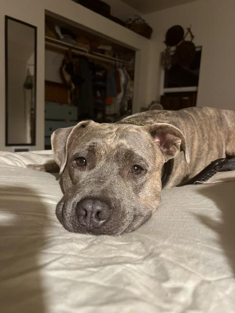 Augie, Adoptable, Adult Male Pit Bull Terrier.