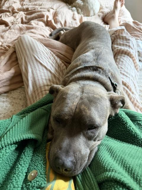 Enlarge Augie, a Adoptable Pit Bull Terrier in Susanville, CA image 2/3
