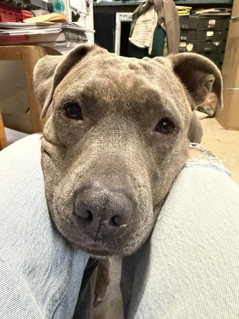 Enlarge Augie, a Adoptable Pit Bull Terrier in Susanville, CA image 3/3