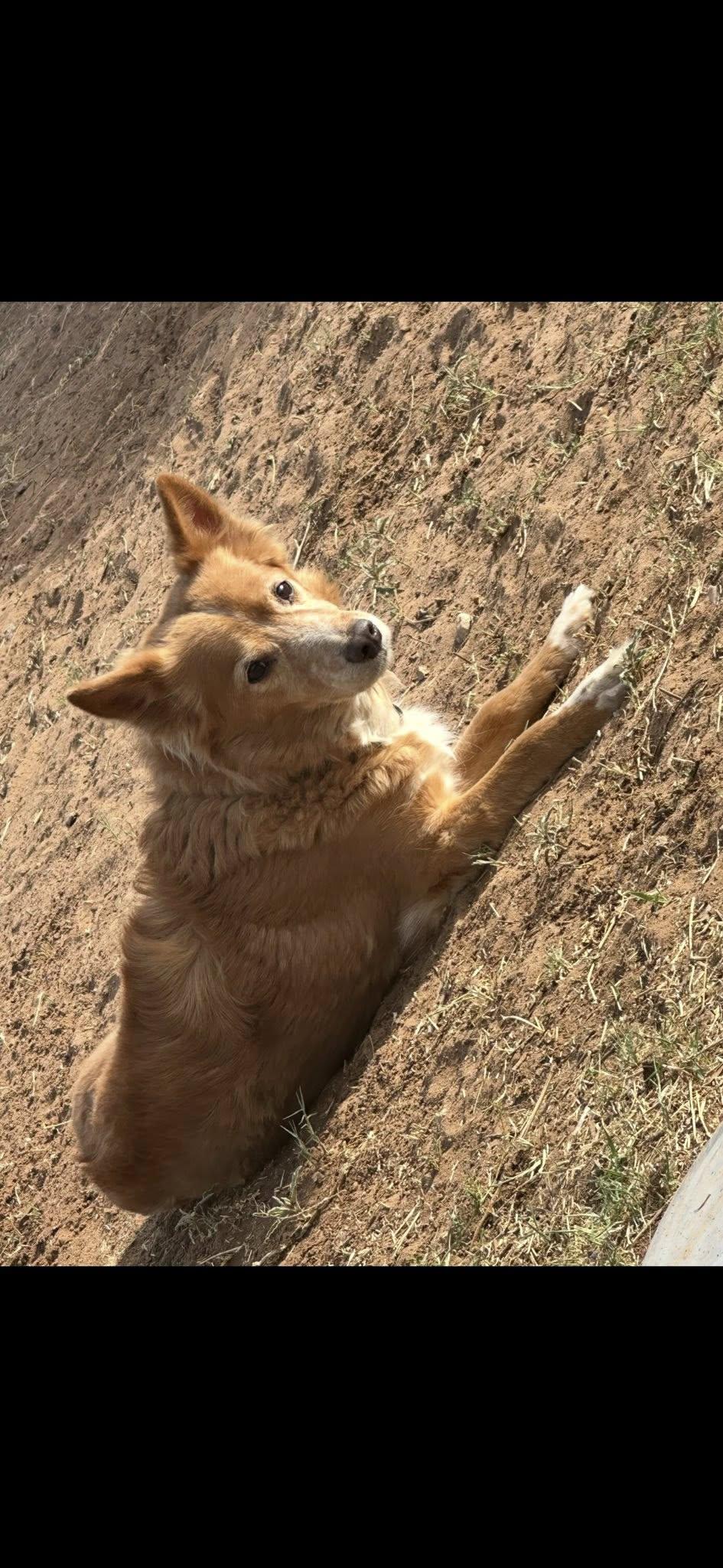 Fritz, an adoptable Australian Shepherd Mix in Midland, TX_image-1