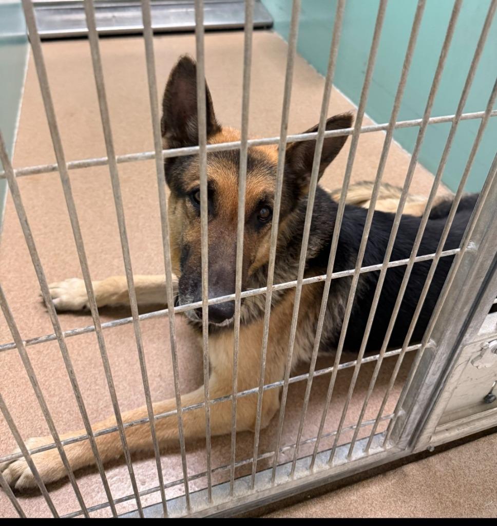 Enlarge Bruce, a Adopted German Shepherd Dog in Pratt, KS image 1/1