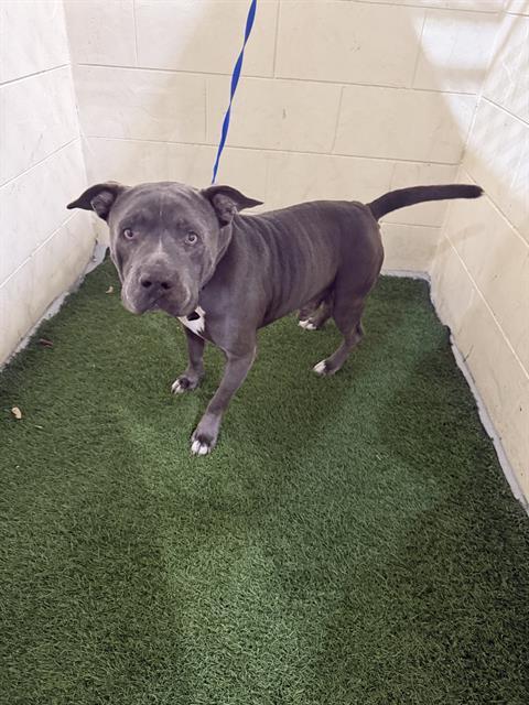 Enlarge A1259629, a Adoptable American Bulldog in Winter Haven, FL image 1/1