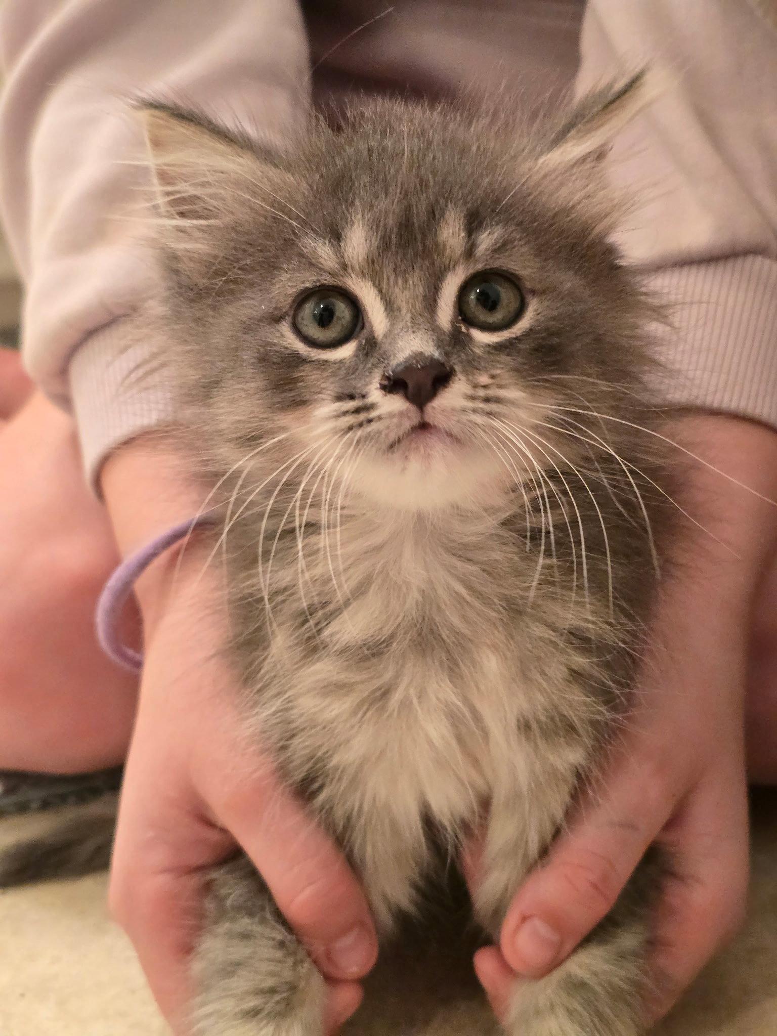 Snookums, a Adopted Maine Coon in Buford, GA image 1/3