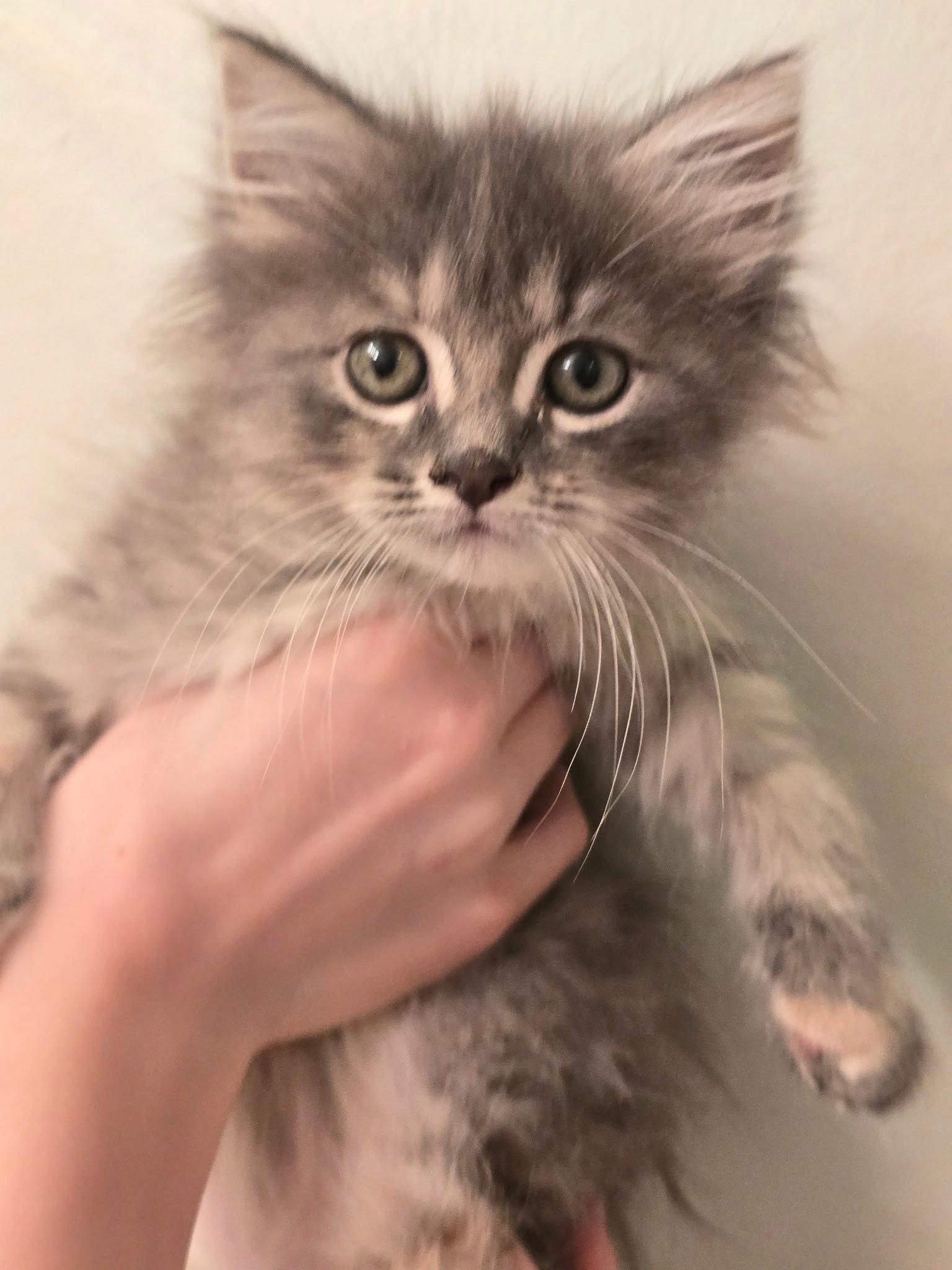 Snookums, a Adopted Maine Coon in Buford, GA image 2/3